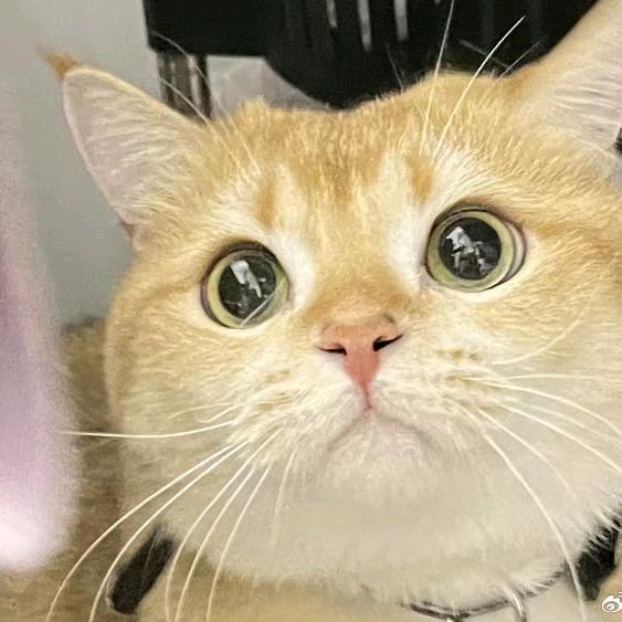 🌈小猪小猪软乎乎