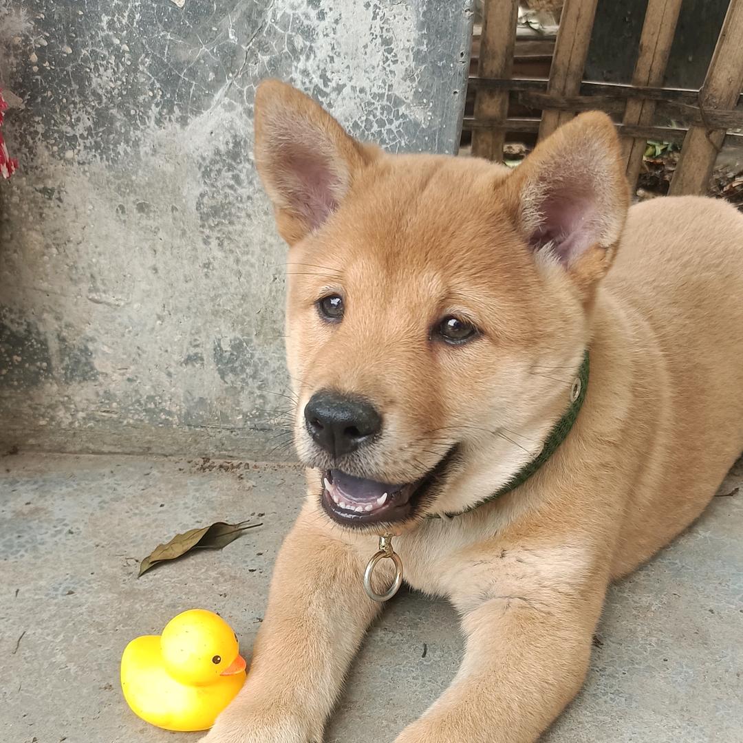 阿粤爱田园犬