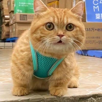 大橘猫你瞅啥