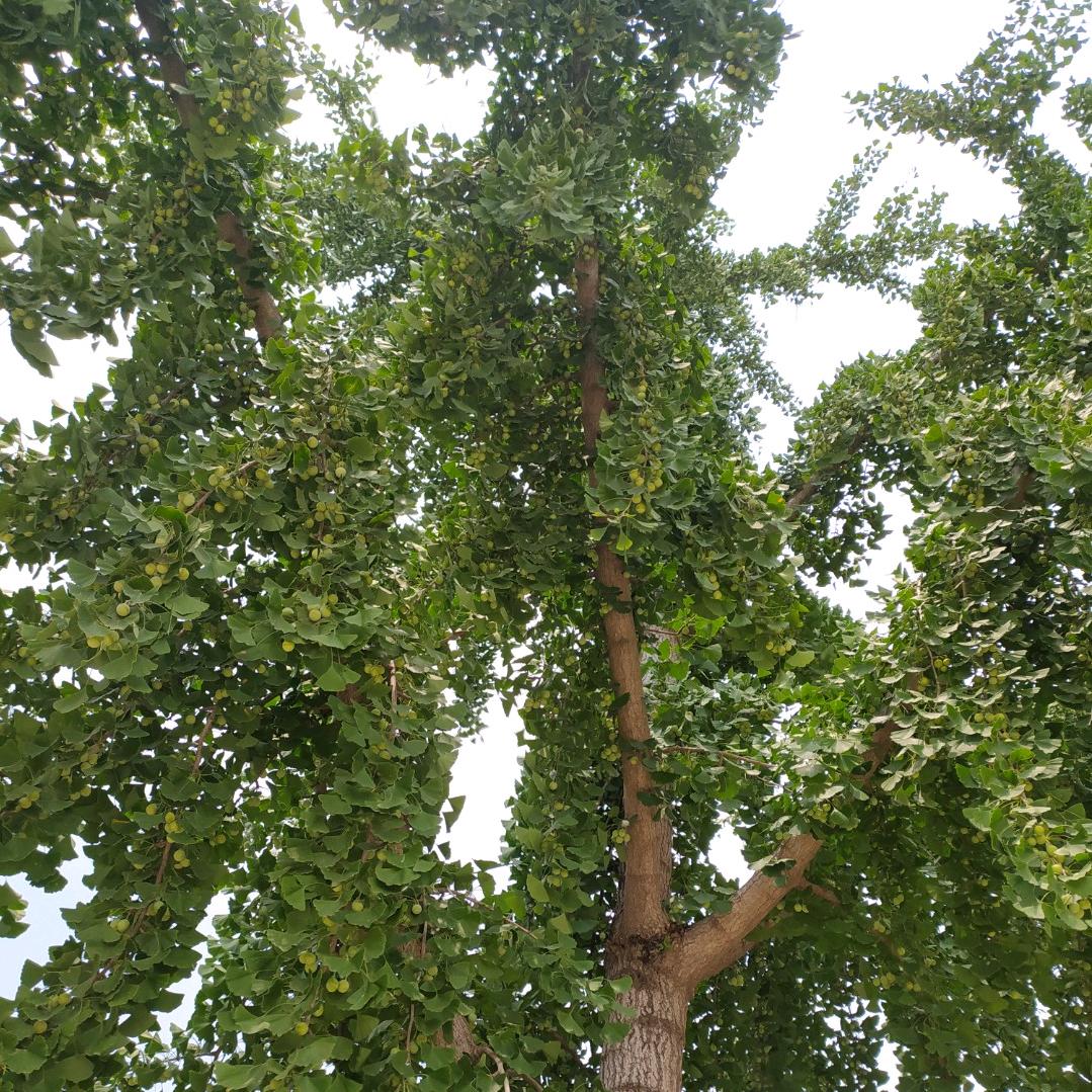 农村老太爱直播