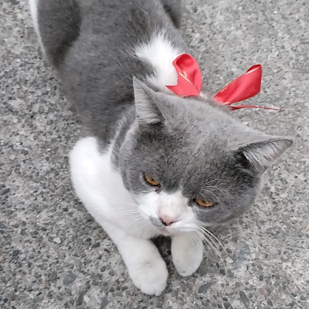 柚子.