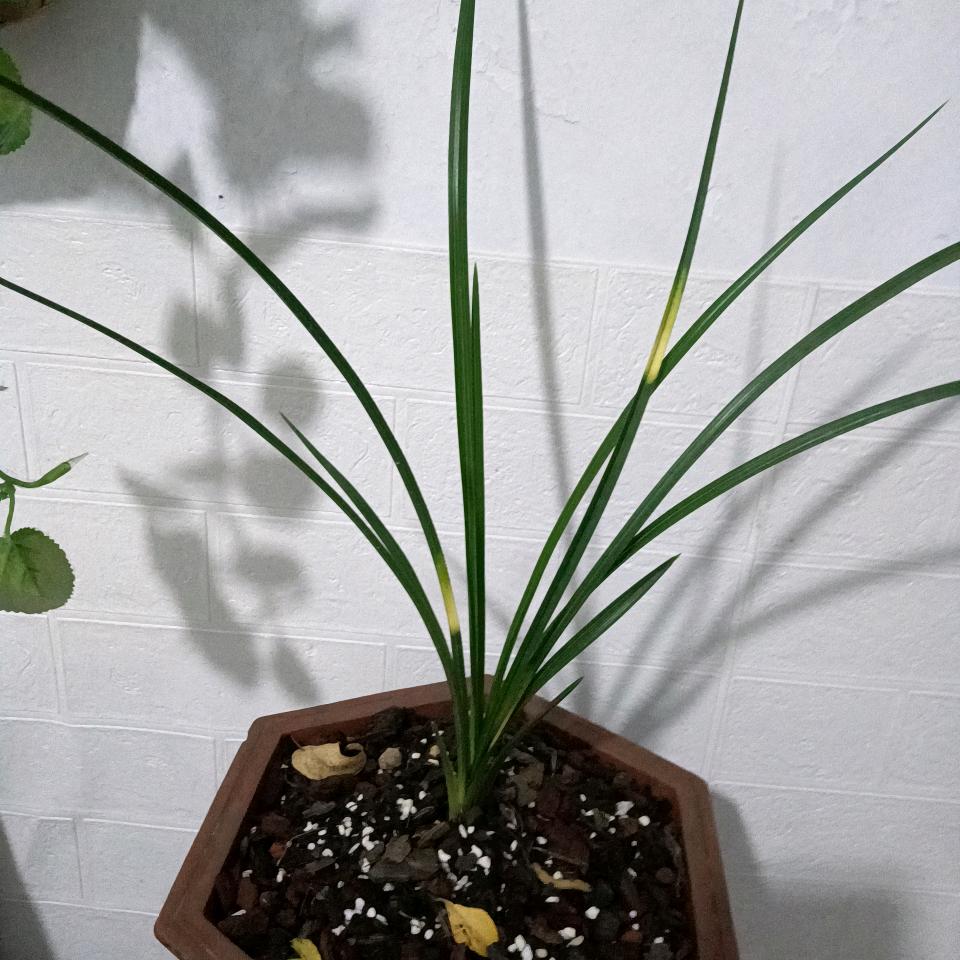 鲁哥