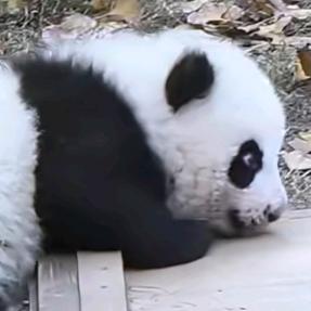 怡寶 （观必回）🔥