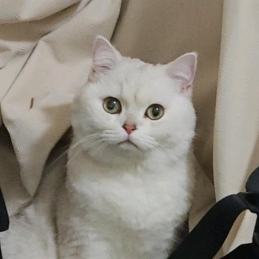 多加点椰果