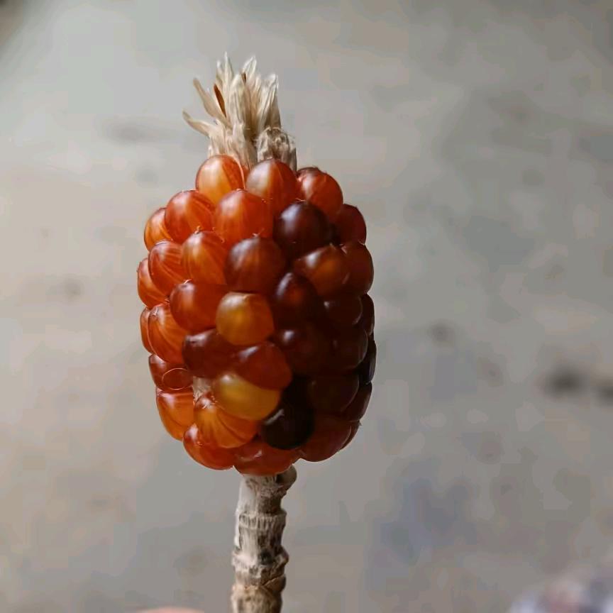 文臣严选