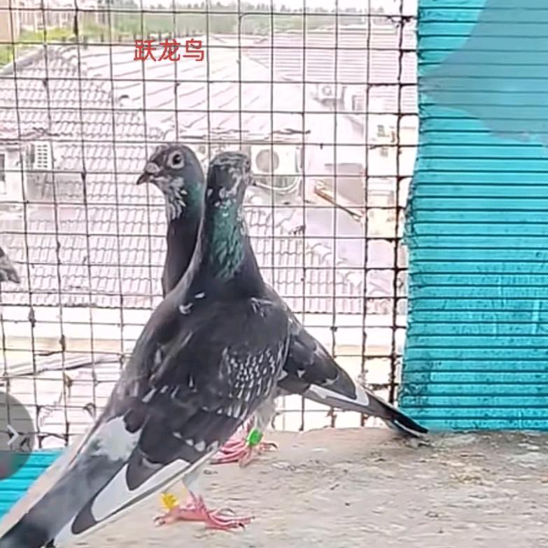 国血～吴淞～跃龙鸟