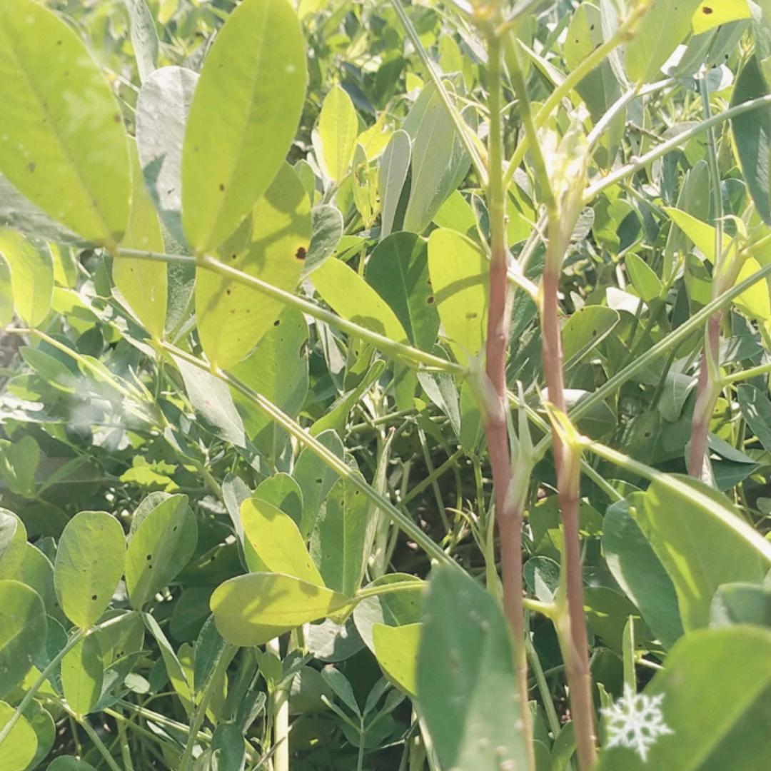 张念念