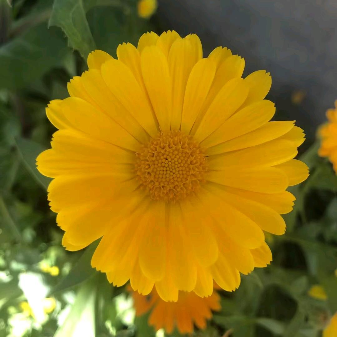 རྫ࿐སྣང་སྐྱིད