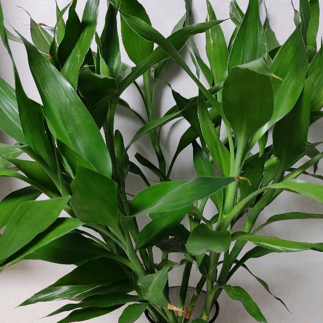 追逐梦想