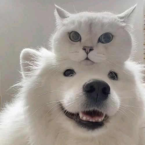 萌宠视界
