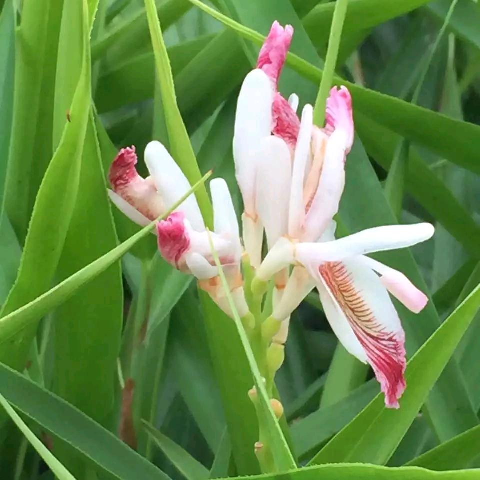 风之语