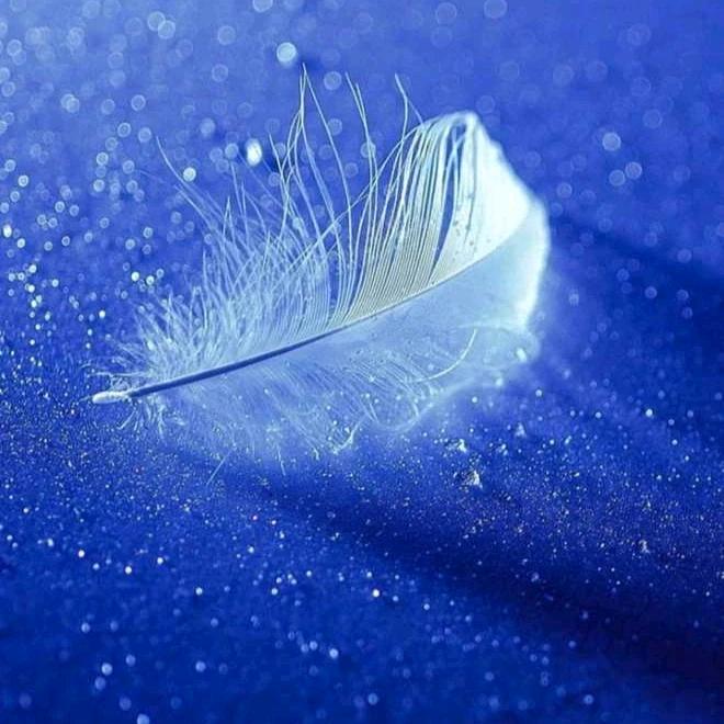 蓝雨花 （不要连赞）