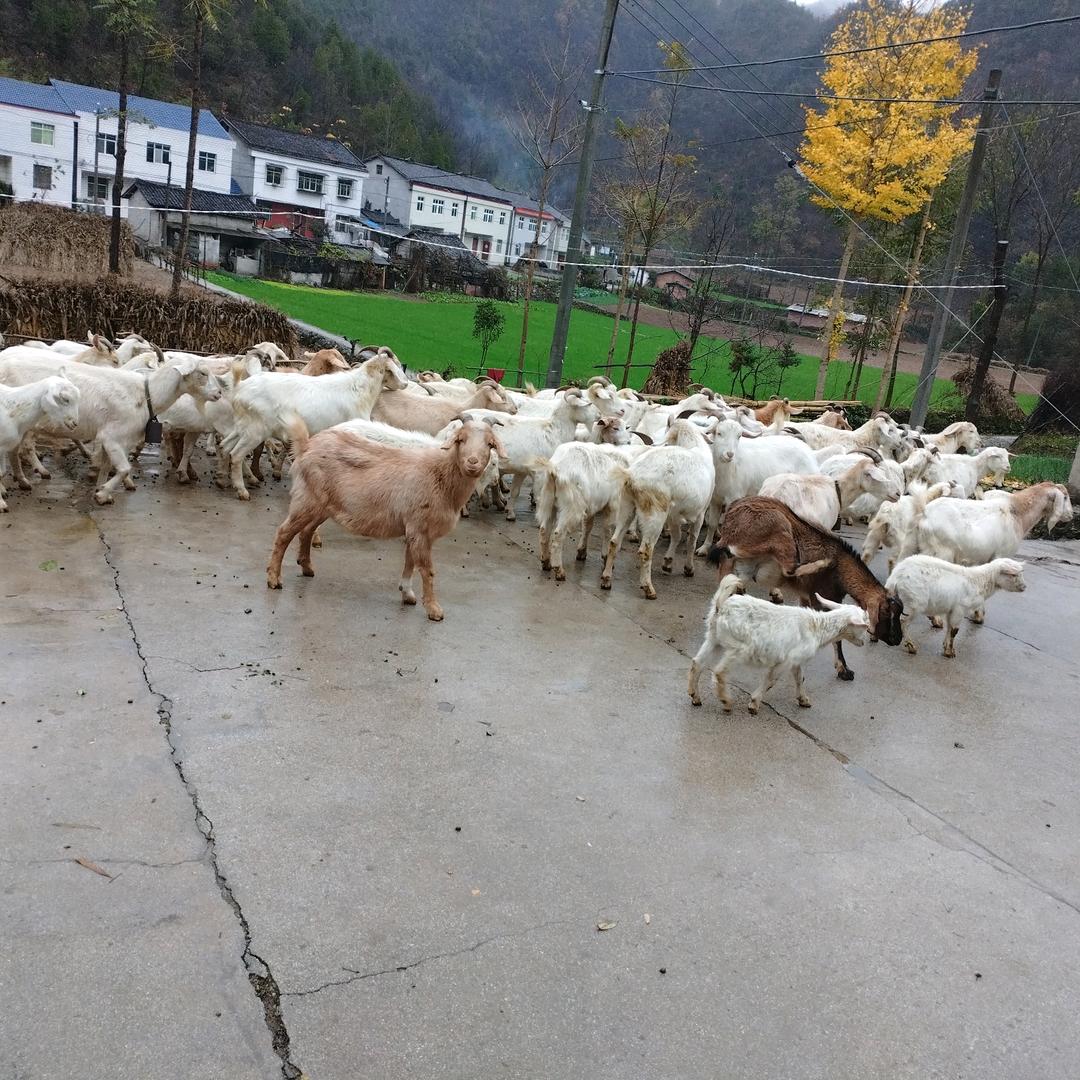心思雨