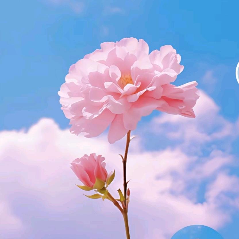 愿你安好