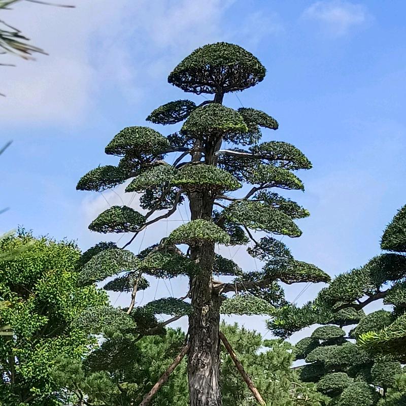 贵思雅专业罗汉松造型团队