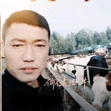 老兵养牛（何健养殖场）