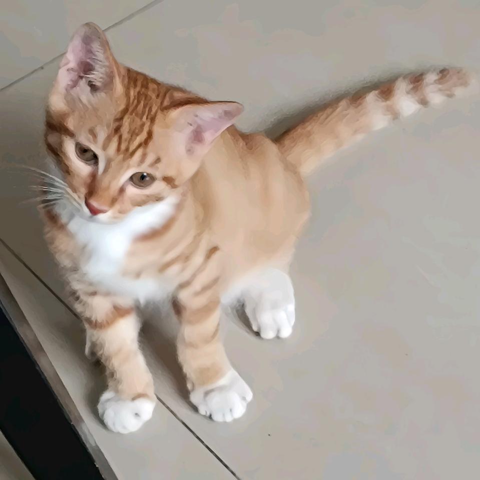 邱湫
