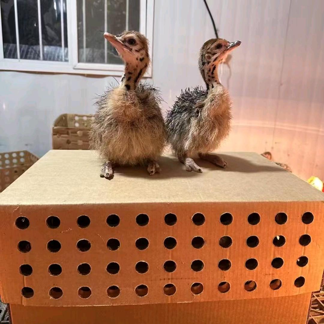 安徽省利辛县刘修贤鸵鸟养殖场