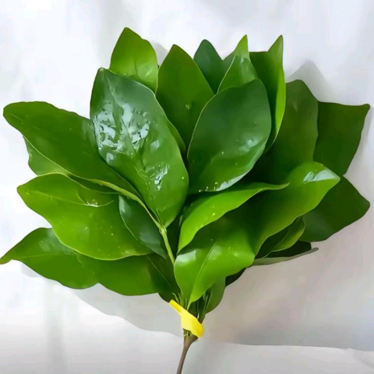 萍儿