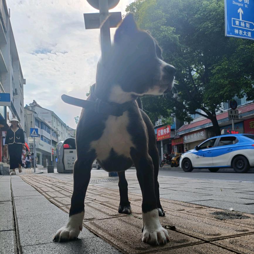 仲信宠物门诊