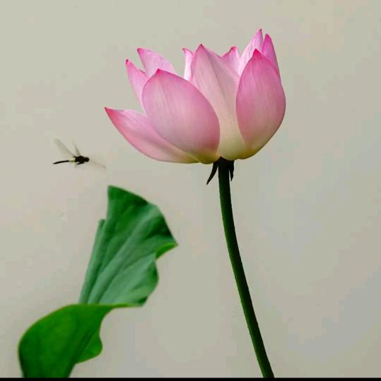 💐💐荷塘月色💓💘