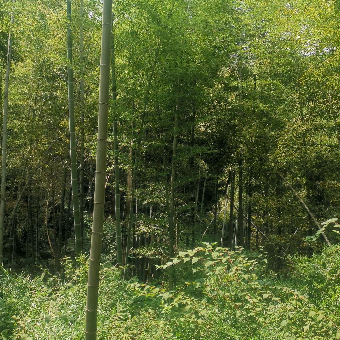 一帆风顺（平凡）