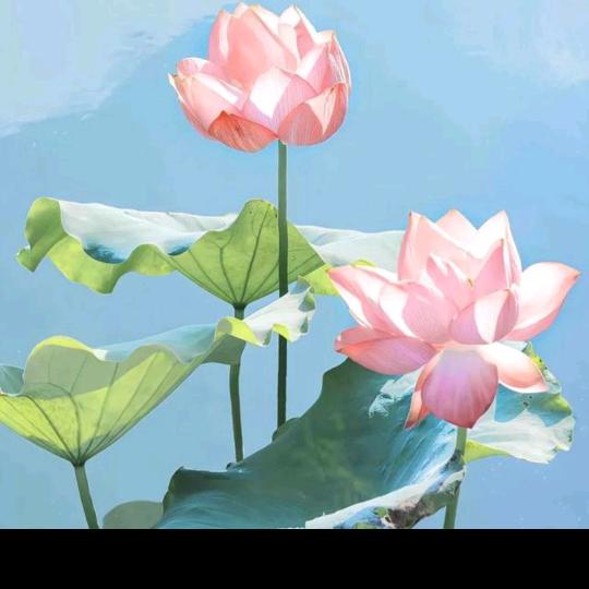 三草两木护肤品