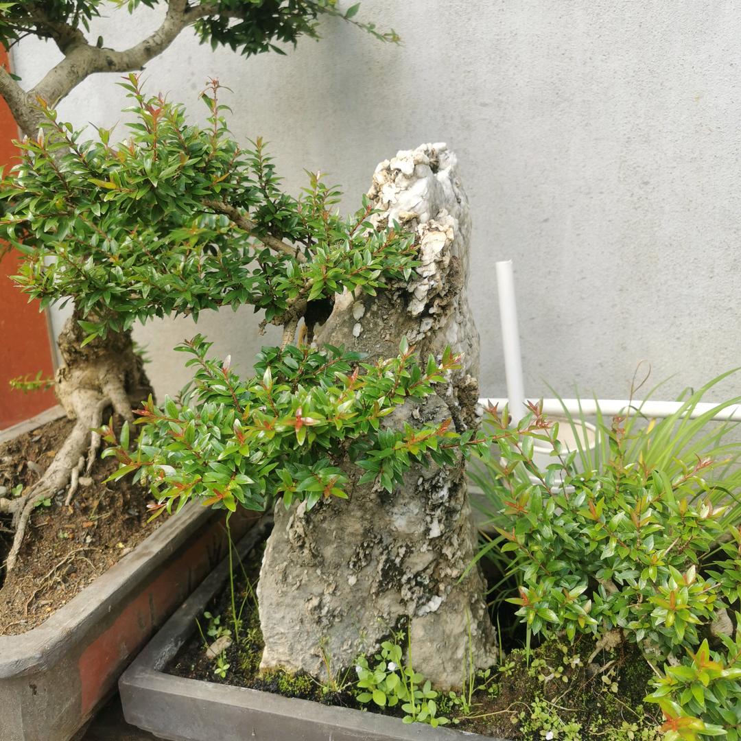 花海无涯