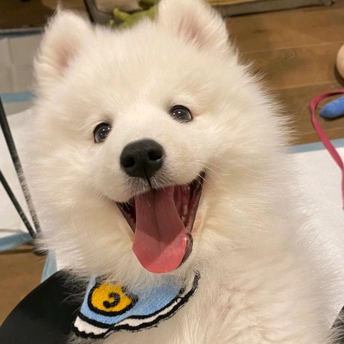 纯情小狗