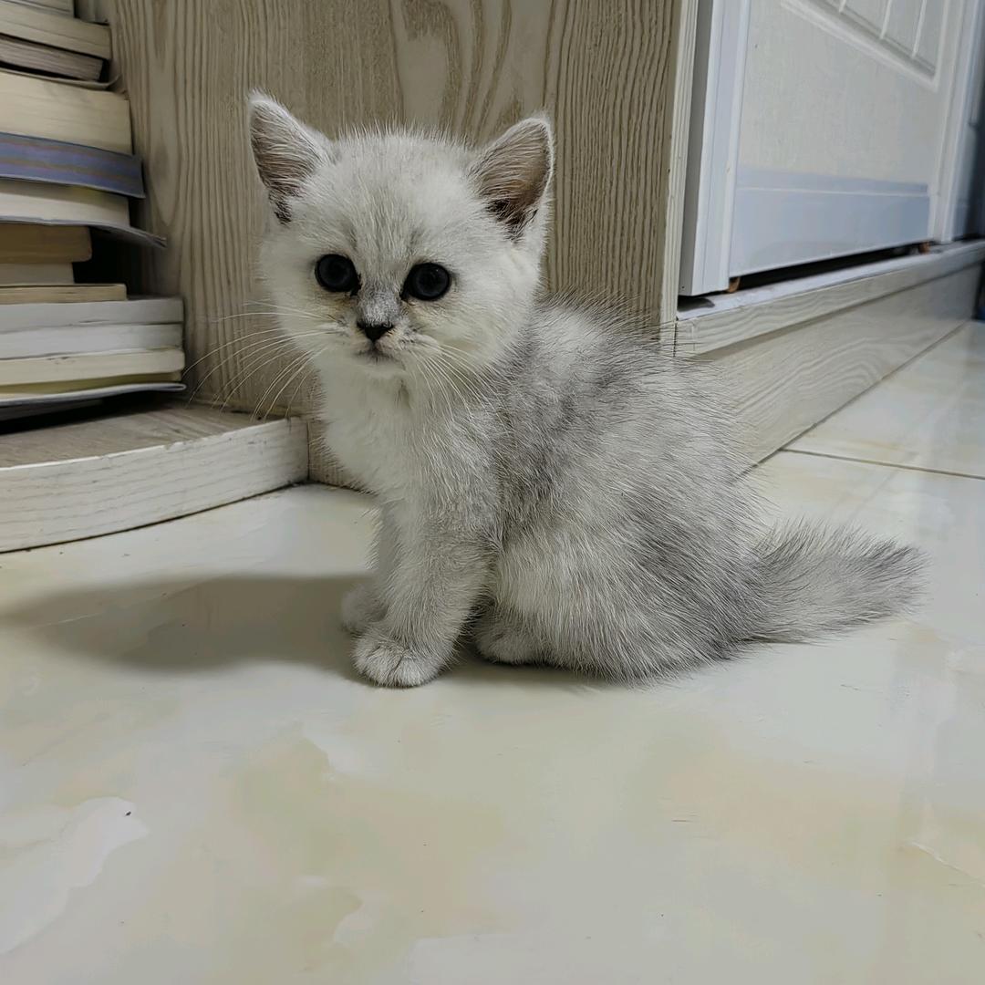 小豆呀