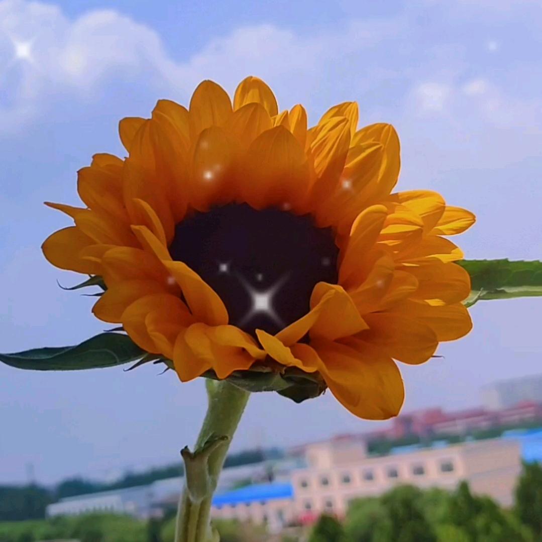 开心小太阳☀️✨