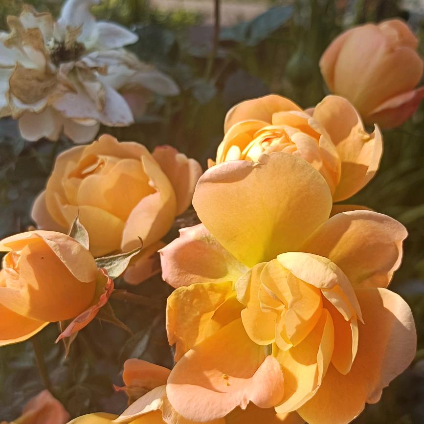 柚🌹