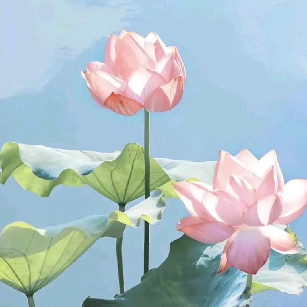 aaa