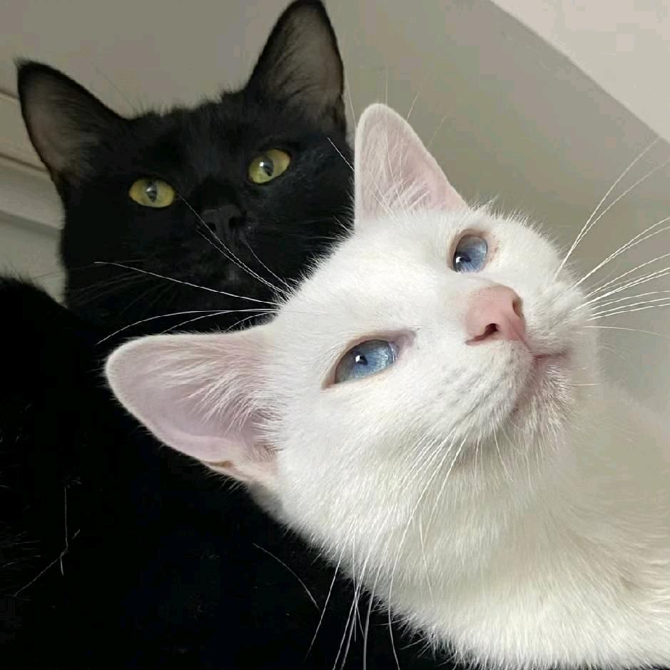小猫不悲伤