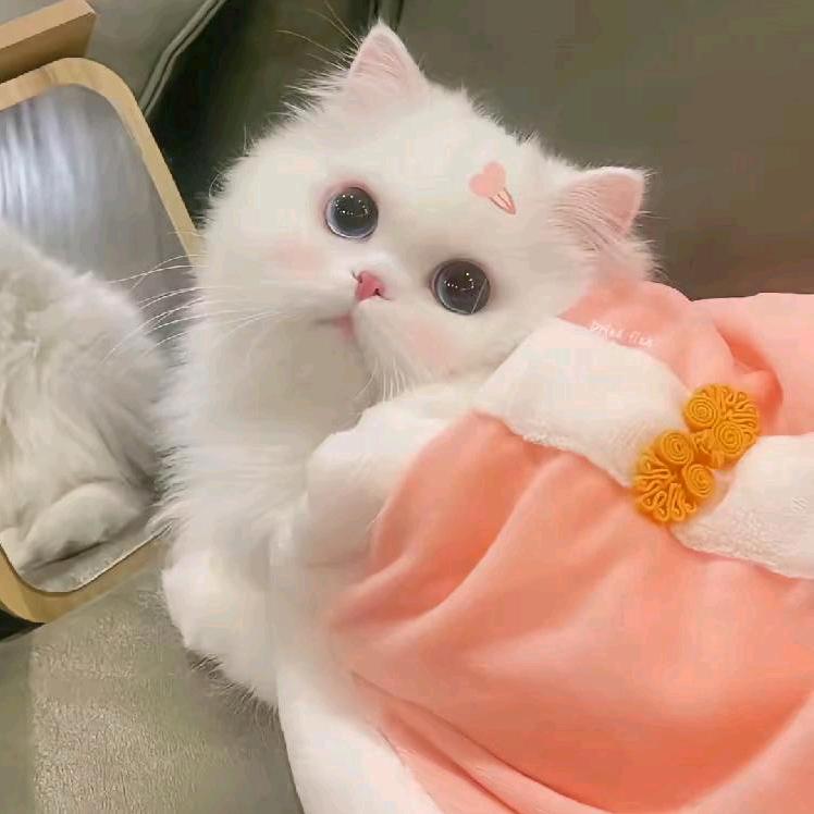 小圆点呀