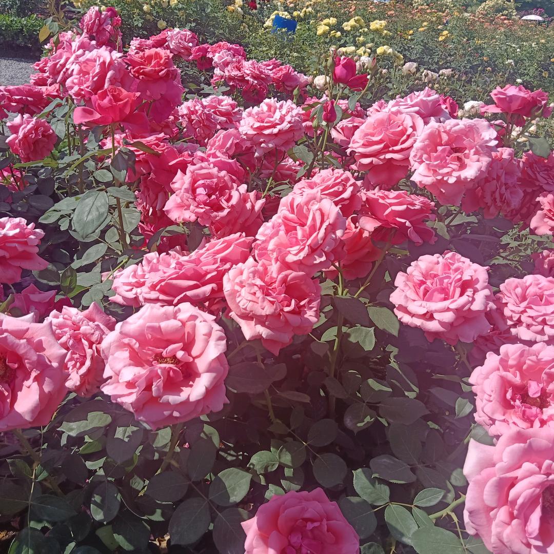 爱你一生一世帅帅