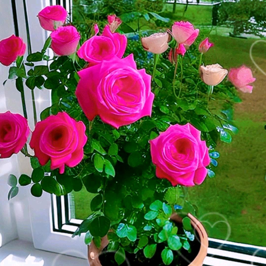 幸福花🌹
