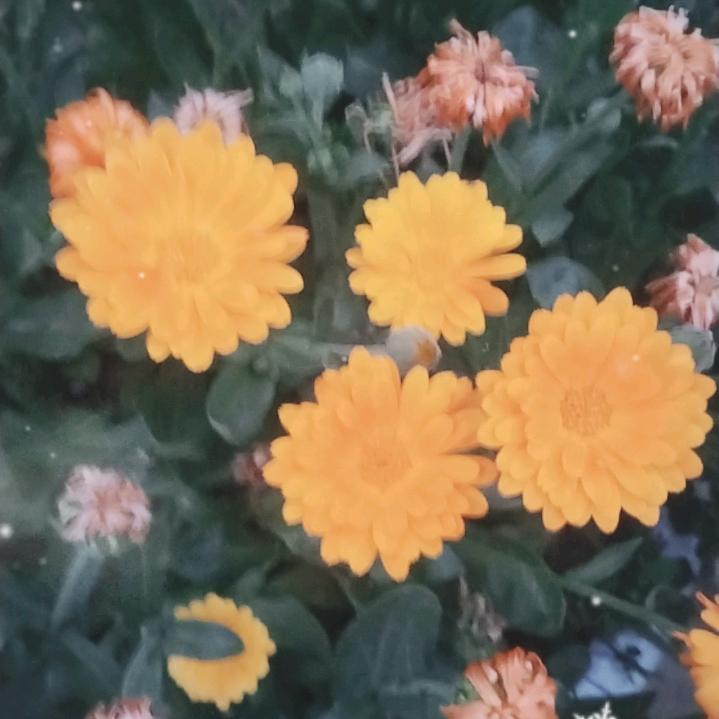 正月的虎