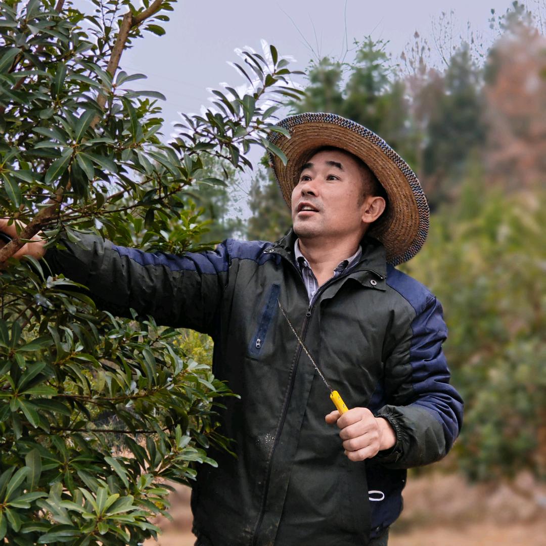巴中化成施大叔的水果采摘基地