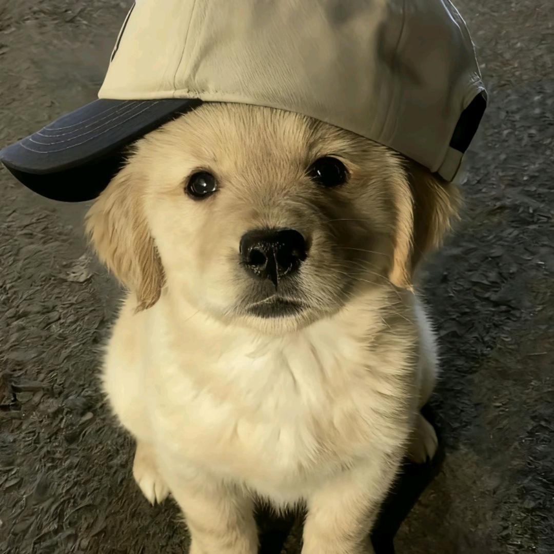 喝完脉动不想动.