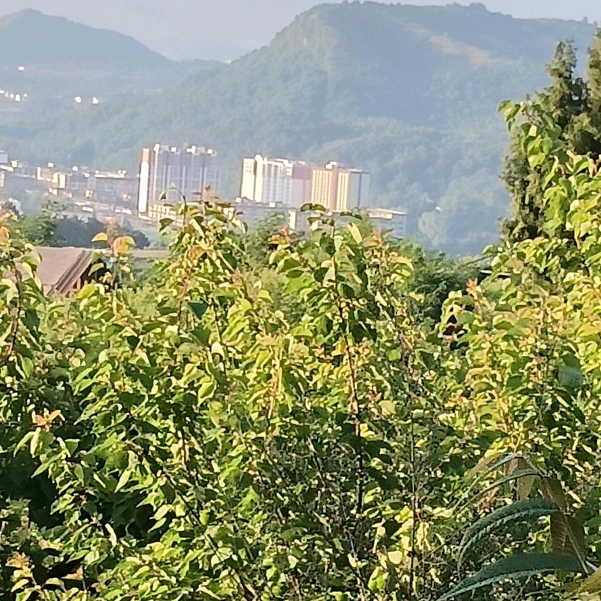 许如松