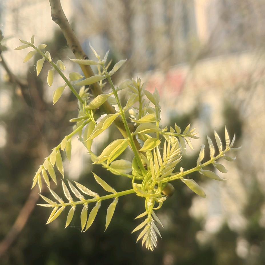 童萌