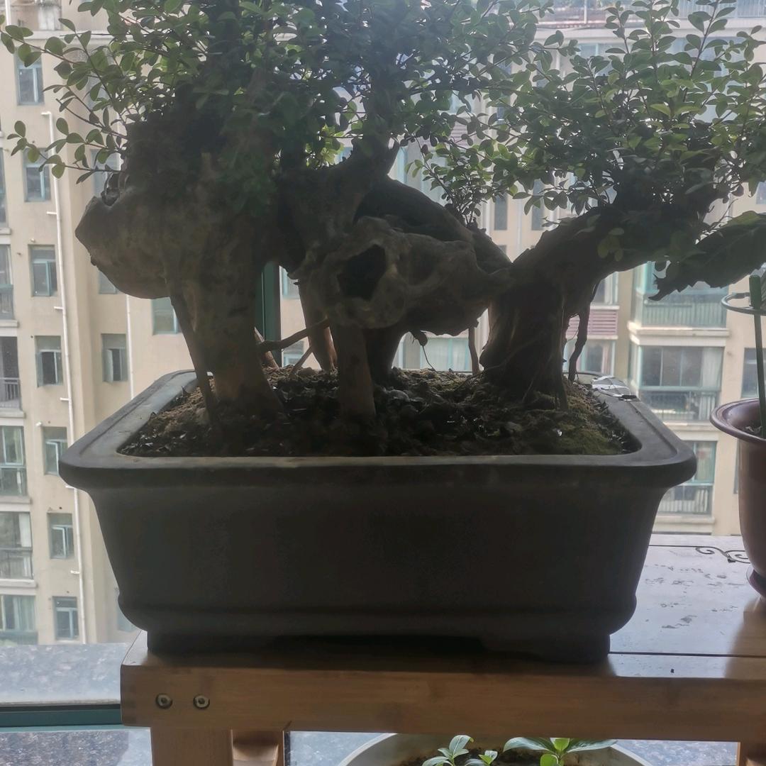 龚先生 三生三世十里桃花