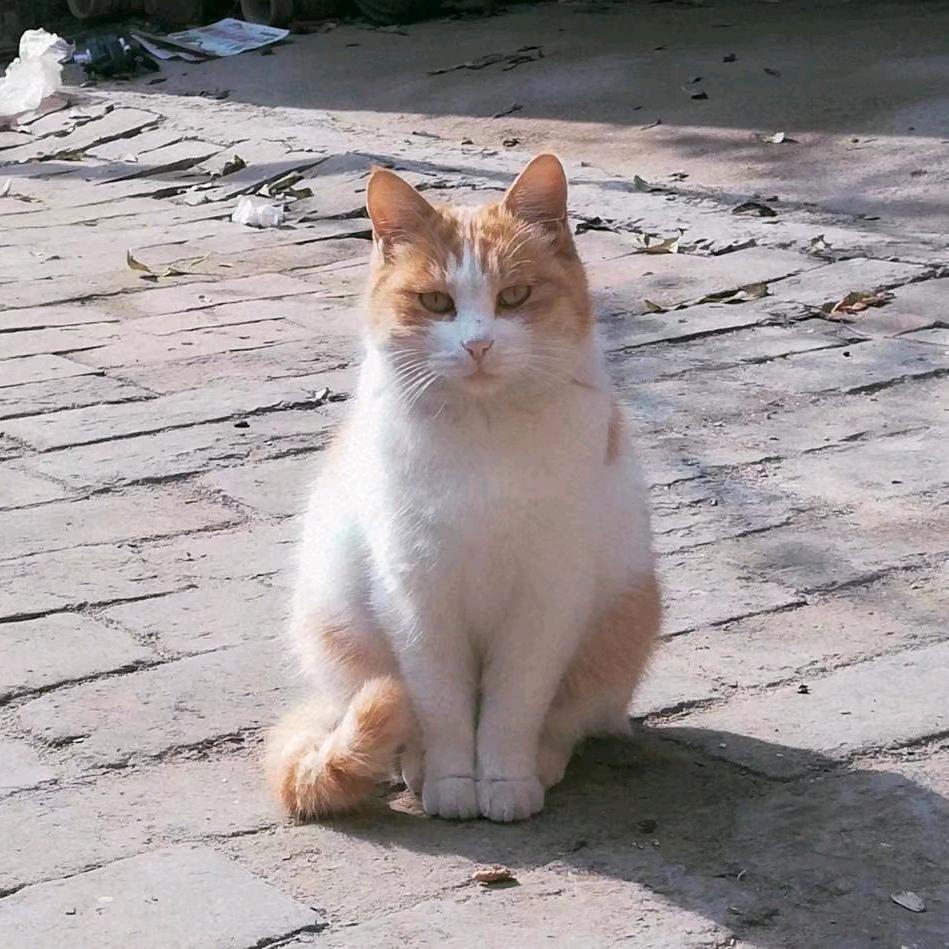 🐱咪咪喵喵