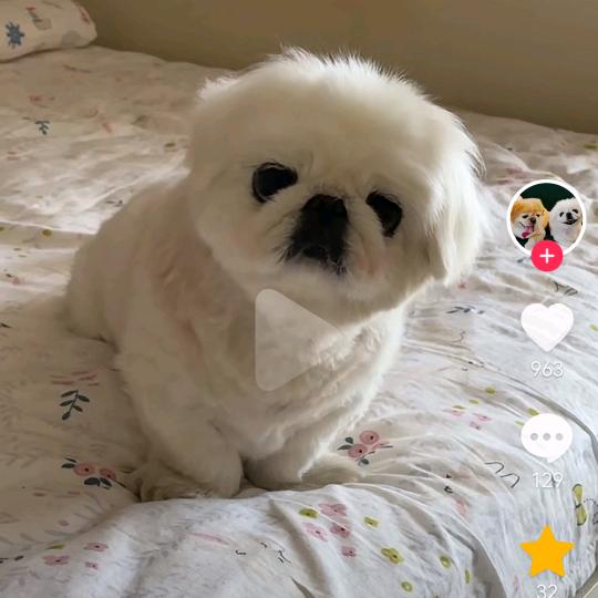 番茄小翔