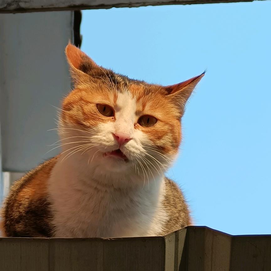 右本夕夕