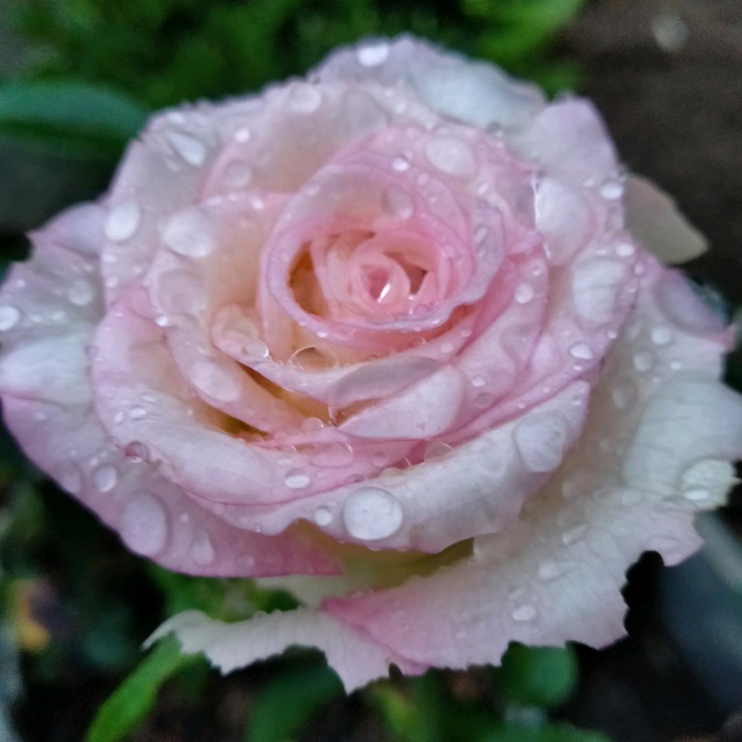 🍇🍑🐴马到🌺🤝成功🌻