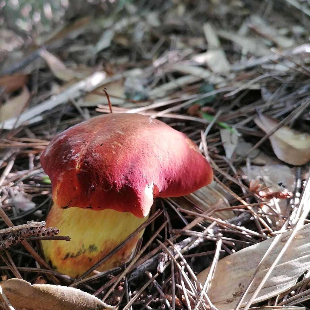 有求必应