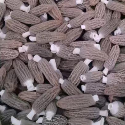 小王羊肚菌种植