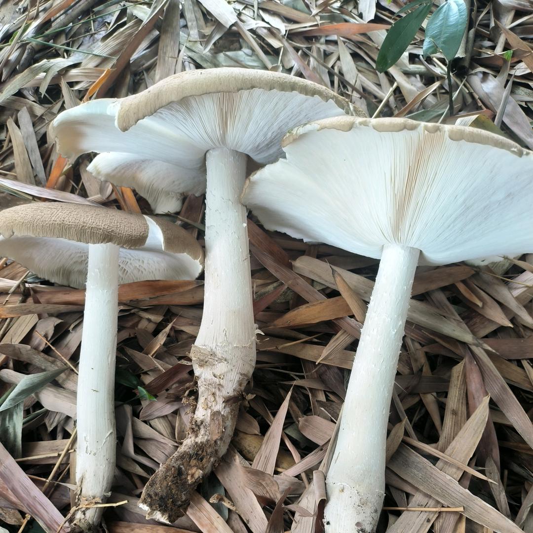 喂 老表捡鸡枞咯